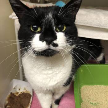 Domestic Short Hair Cats Available for Adoption - Sophie | PetCurious