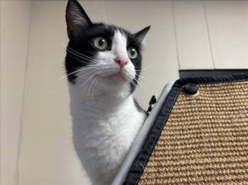 Rescue Domestic Short Hair Cats for Adoption in Santa Fe, New Mexico - DARREN | PetCurious