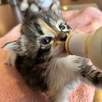 Domestic Medium Hair Cats Available for Adoption in San Antonio, Texas - Lantana | PetCurious