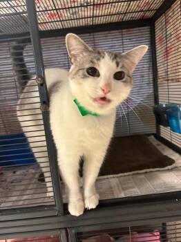 Rescue Siamese Cats for Adoption in Muncie, Indiana - Liara | PetCurious