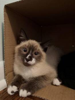 PUGGY -  Domestic Short Hair Cat for Adoption in Kent, Washington - PUGGY | PetCurious
