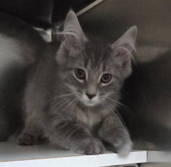 Sylvie Shewman (beautiful girl) -  Domestic Long Hair Cat for Adoption in Stowe, Pennsylvania - Sylvie Shewman (beautiful Girl) | PetCurious