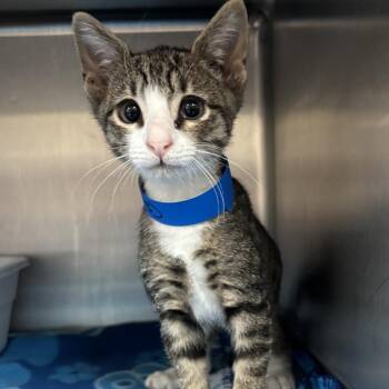Cricket -  Domestic Short Hair Cat for Adoption in Lakeland, Florida - Cricket | PetCurious