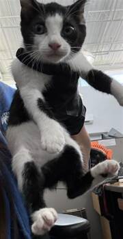 KATZ -  Domestic Short Hair Cat for Adoption in Dallas, Texas - KATZ | PetCurious