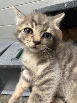 Rescue Domestic Short Hair Cats for Adoption in Henderson, North Carolina - BK Kitten 2 | PetCurious