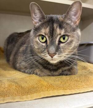 Lila -  Domestic Short Hair Cat for Adoption in Elmsford, New York - Lila | PetCurious