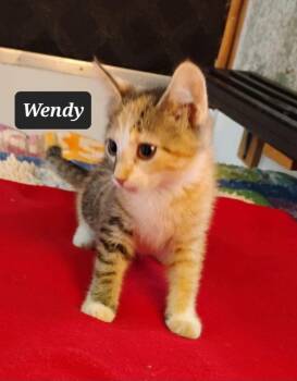 Wendy -  Domestic Short Hair Cat for Adoption in Buffalo, Missouri - Wendy | PetCurious