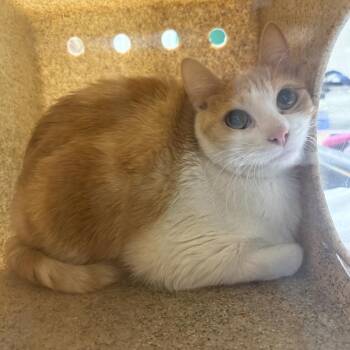 Pumpkin -  Domestic Short Hair Cat for Adoption in Reno, Nevada - Pumpkin | PetCurious