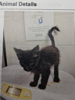 Tony Tony Chopper -  Domestic Short Hair Cat for Adoption in Cincinnati, Ohio - Tony Tony Chopper | PetCurious