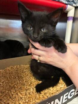 Fairy -  Domestic Short Hair Cat for Adoption in Cincinnati, Ohio - Fairy | PetCurious