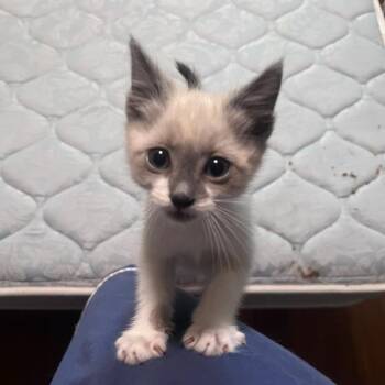 Ned Nederlander -  Domestic Short Hair Cat for Adoption in Garden Grove, California - Ned Nederlander | PetCurious