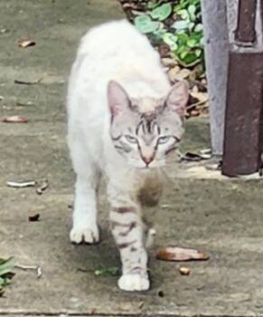 FEATHER -  Domestic Short Hair Cat for Adoption in San Antonio, Texas - FEATHER | PetCurious