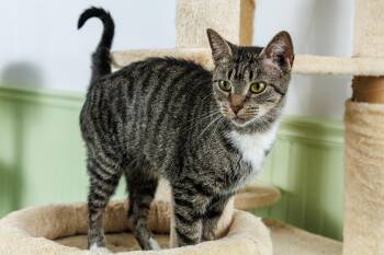 Aphrodite -  American Shorthair Cat for Adoption in Chester Springs, Pennsylvania - Aphrodite | PetCurious