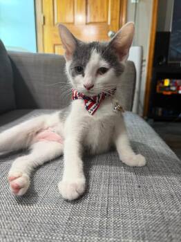 Karina -  Domestic Short Hair Cat for Adoption in Mokena, Illinois - Karina | PetCurious