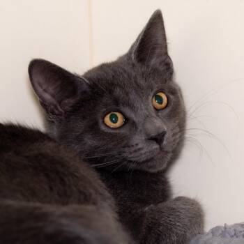 Earl Grey -  Domestic Short Hair Cat for Adoption in Victor, New York - Earl Grey | PetCurious