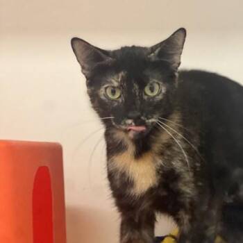 Rescue Domestic Short Hair Cats for Adoption in Janesville, Wisconsin - Clover | PetCurious