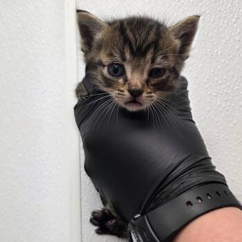 Steel -  Domestic Short Hair Cat for Adoption in Abilene, Texas - Steel | PetCurious