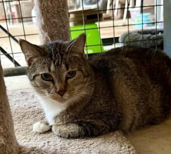 Rescue Domestic Short Hair Cats for Adoption in Marana, Arizona - Rey | PetCurious