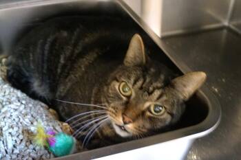 Rescue Tabby Cats for Adoption in New Milford, Connecticut - J.R. | PetCurious