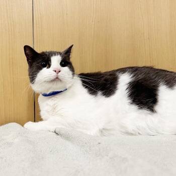 Batman -  Domestic Short Hair Cat for Adoption in Brentwood, Missouri - Batman | PetCurious