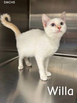 Willa -  Domestic Short Hair Cat for Adoption in Burlington, Iowa - Willa | PetCurious