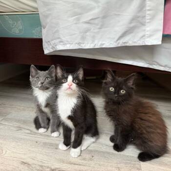 Barnaby Boots -  Domestic Short Hair Cat for Adoption in Durham, North Carolina - Barnaby Boots | PetCurious