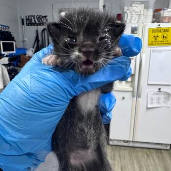Velma -  Domestic Short Hair Cat for Adoption in Summerville, South Carolina - Velma | PetCurious