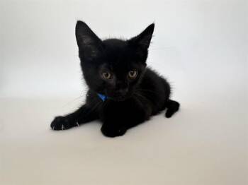 ROCKET -  Domestic Short Hair Cat for Adoption in Brentwood, Missouri - ROCKET | PetCurious