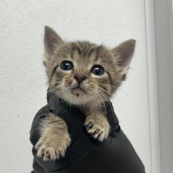 Domestic Short Hair Cats Available for Adoption in Abilene, Texas - Chianti | PetCurious