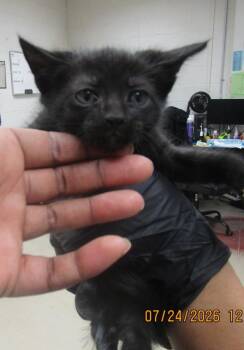 Jinx(608) -  Domestic Short Hair Cat for Adoption in Marietta, Georgia - Jinx(608) | PetCurious