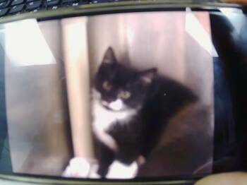 ODIE -  Domestic Short Hair Cat for Adoption in Charlotte, North Carolina - ODIE | PetCurious