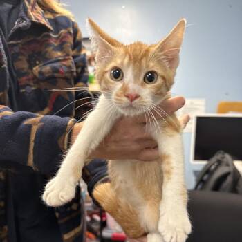 Freddy -  Domestic Short Hair Cat for Adoption in Wahiawa, Hawaii - Freddy | PetCurious