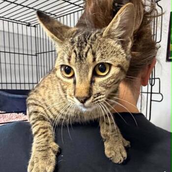 Jill -  Domestic Short Hair Cat for Adoption in Stephenville, Texas - Jill | PetCurious