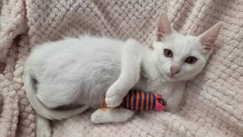 Alice -  Domestic Short Hair Cat for Adoption in San Antonio, Texas - Alice | PetCurious