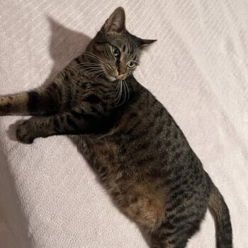 Domestic Short Hair Cats Available for Adoption - Nena | PetCurious