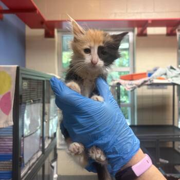 Arista -  Domestic Medium Hair Cat for Adoption in Charleston, South Carolina - Arista | PetCurious
