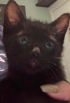 Jasper -  Bombay Cat for Adoption in Calimesa, California - Jasper | PetCurious