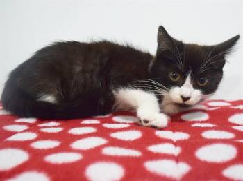 KIKU -  Domestic Short Hair Cat for Adoption in Sacramento, California - KIKU | PetCurious