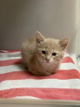 Domestic Short Hair Cats Available for Adoption in Salinas, California - JASPER | PetCurious