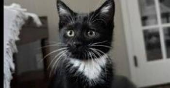 Josie -  Domestic Short Hair Cat for Adoption in Lafayette, Colorado - Josie | PetCurious