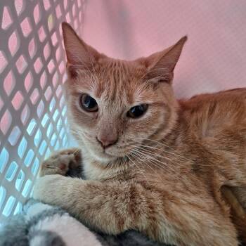 Domestic Short Hair Cats Available for Adoption - Parcel | PetCurious