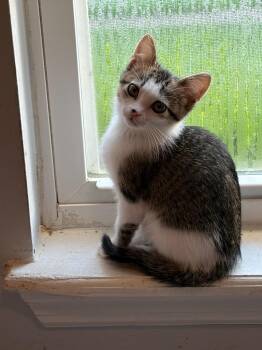 Mavis -  Domestic Short Hair Cat for Adoption in Ballwin, Missouri - Mavis | PetCurious