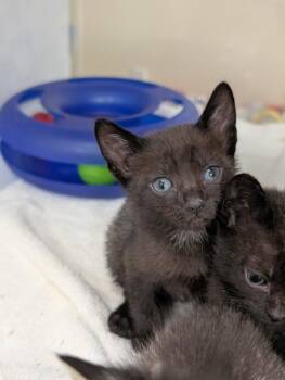 Rescue Domestic Short Hair Cats for Adoption in Buchanan Dam, Texas - Monica | PetCurious