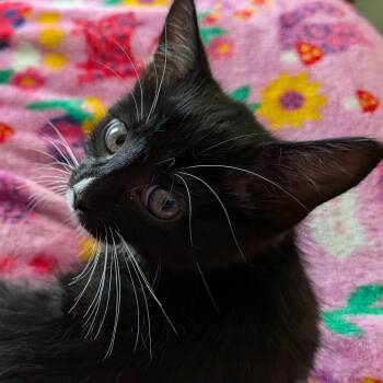 Ada Twist -  Domestic Short Hair Cat for Adoption in UNIVERSITY PA, Maryland - Ada Twist | PetCurious