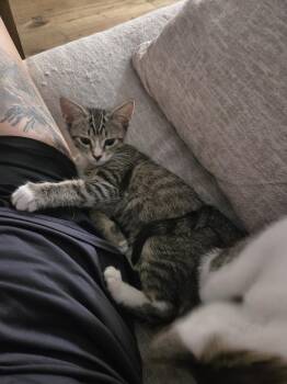 Bama -  Domestic Short Hair Cat for Adoption in Brandon, Florida - Bama | PetCurious