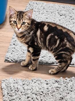 Brenna -  Tabby and Domestic Short Hair Cat for Adoption in Skyline, Minnesota - Brenna | PetCurious