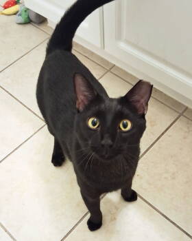Rescue Domestic Short Hair Cats for Adoption in St. Cloud, Florida - Buddy | PetCurious