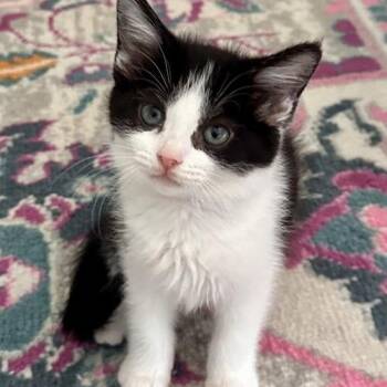 Sprinkles -  Domestic Short Hair Cat for Adoption in Georgetown, Kentucky - Sprinkles | PetCurious