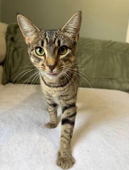 EDEN -  American Shorthair Cat for Adoption in Jefferson, Louisiana - EDEN | PetCurious