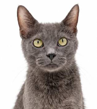Lemon is the ultimate lover - THERAPY POTENTIAL - GREAT with DOG -  Russian Blue Cat for Adoption in Bedford Hills, New York - Lemon Is The Ultimate Lover - THERAPY POTENTIAL - GREAT With DOG | PetCurious